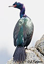 Phalacrocorax pelagicus